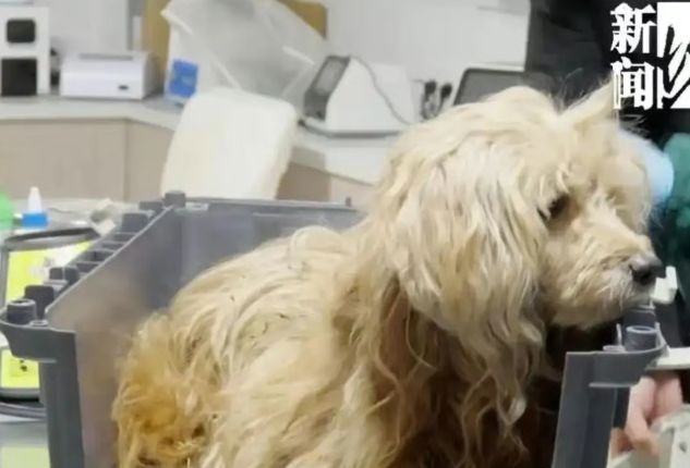 10년 동고동락 주인 기다리며 식음 전폐…중국판 '하치'에 누리꾼 엄지척