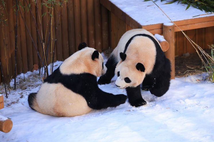 에버랜드, '윈터 굿모닝 바오패밀리' 21일 오픈