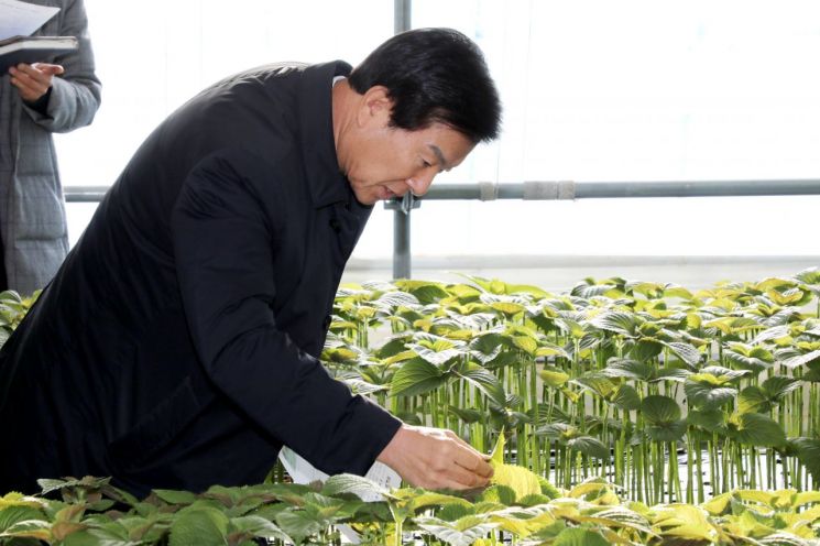 금산군, 지난해 깻잎 사상 최고 매출 764억원 기록