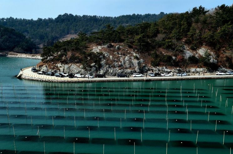 장흥 대덕읍 옹암마을 매생이 양식장, 사진작가 발길 잇따라