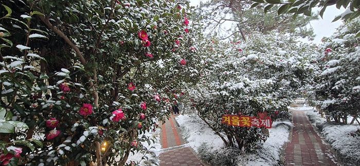 신안 '섬 겨울꽃 축제' 성료