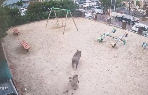 "동네 놀이터에 꺼먼 육중한 몸이 우다다"…닷새째 도심서 멧돼지 신고
