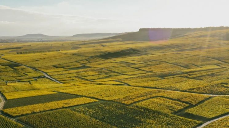 니콜라스 푸이야트의 포도밭 전경.[사진=니콜라스 푸이야트]