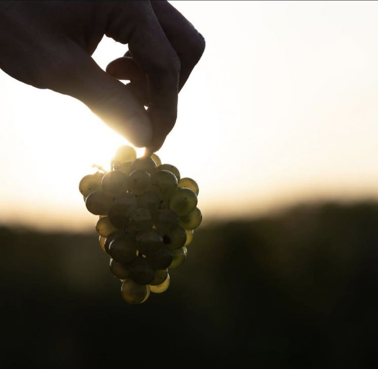 니콜라스 푸이야트의 샤르도네.[사진=니콜라스 푸이야트]