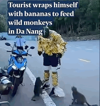 "먹이 주면 안돼요" 경고에도…온 몸에 바나나 붙이고 원숭이 유인