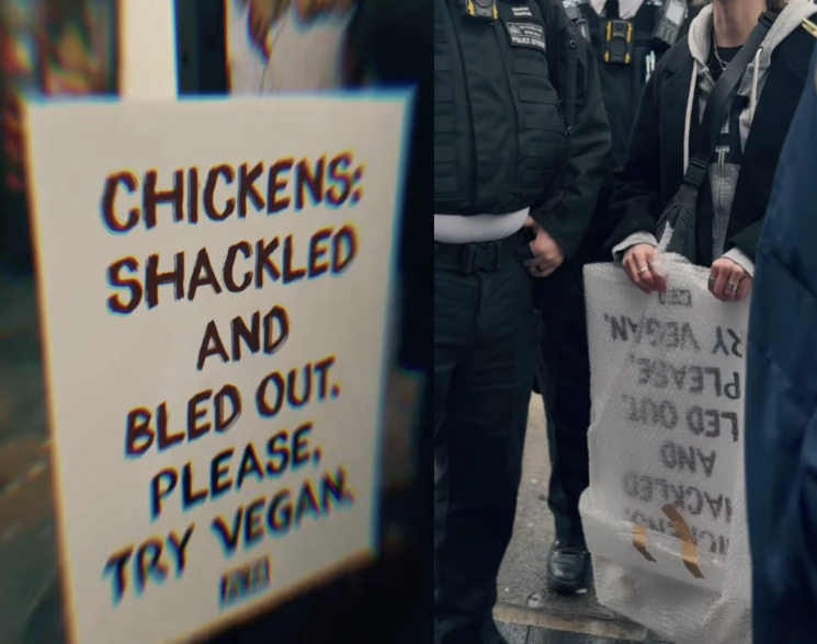 시위 현장에 놓인 팻말과 팻말을 들고 있는 시위대의 모습. 페타UK 인스타그램