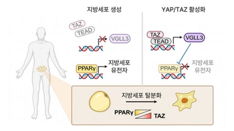 지방세포 유전자 조절 모식도. KAIST 제공