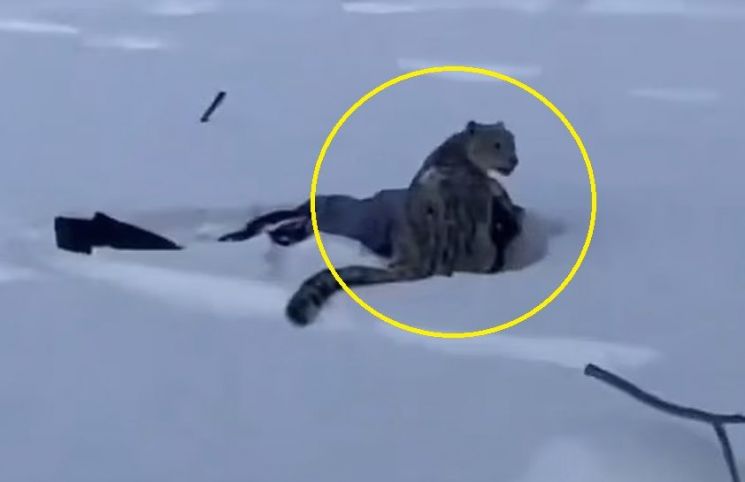 '접근 금지' 경고에도…희귀 눈표범과 셀카 찍으려다 봉변 당한 관광객