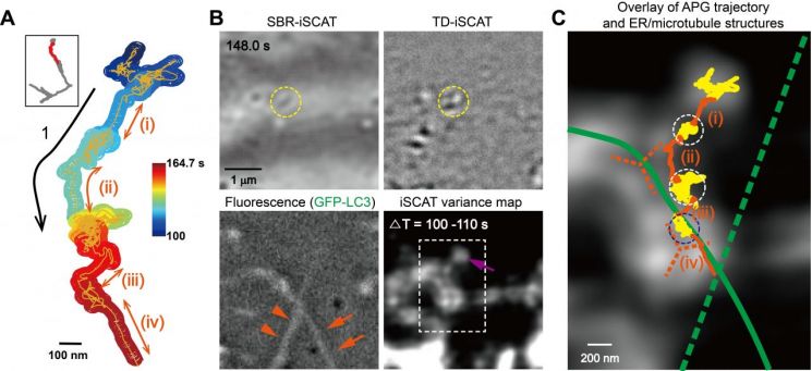 간섭산란 현미경을 이용해 밀리초 시간분해능과 나노미터 공간 정밀도로 규명한 자가포식체의 소포체미세소관 간 전이 과정. 자가포식체의 상세 이동 궤적과, 형광·간섭산란 결합 영상을 통해 확인된 자가포식체·소포체·미세소관의 공간적 관계를 보여준다. 연구팀 제공