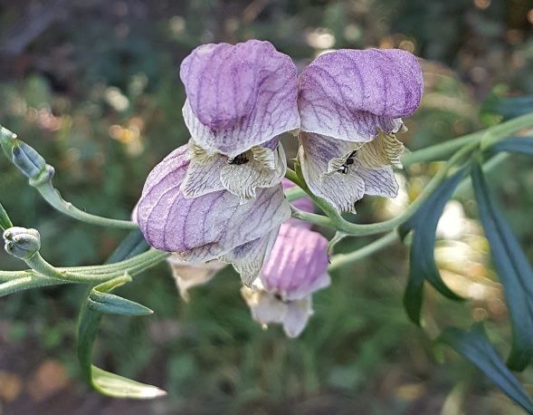 경기도산림환경硏 '도립공원 희귀식물' 책자 발간