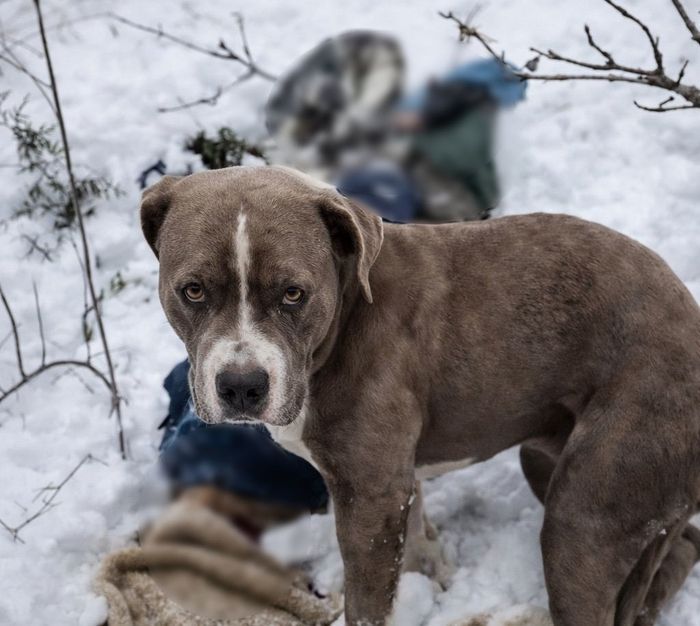 히말라야서 숨진 주인 96시간 동안 지킨 '핏불'