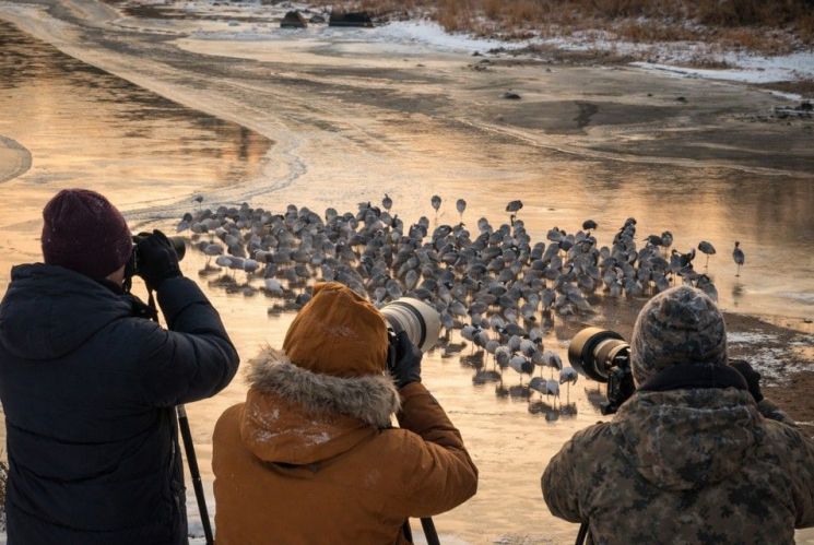 2월 지질·생태명소 철원군 'DMZ두루미평화타운·철새도래지'. 강원도 제공