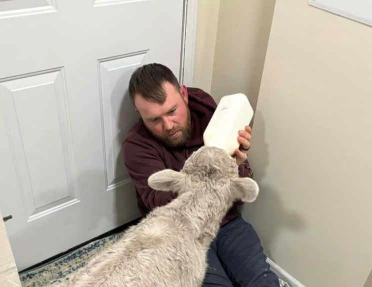 혹한 속 태어난 송아지에게 어미 소 돼준 美 아이들…"사랑스럽다"