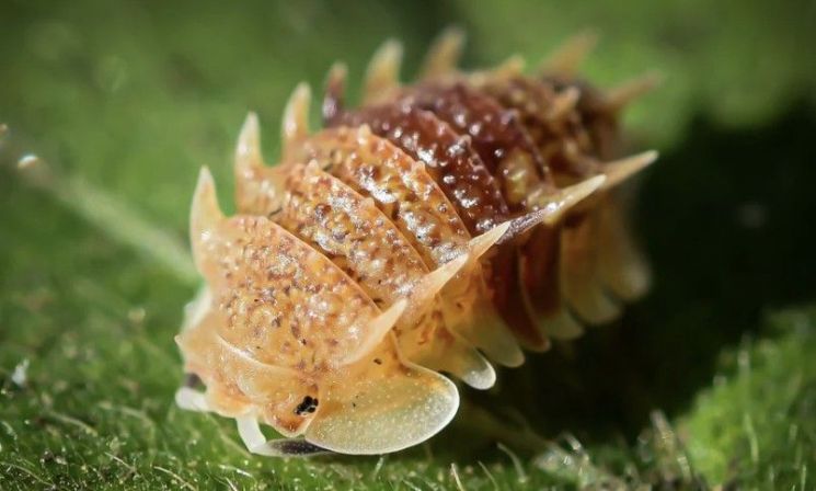 손톱만한 '벌레' 한마리가 120만원에 팔리는 이유…美서 '반려동물' 인기