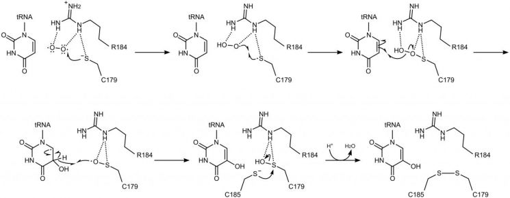 연구팀이 제안한 TrhO의 유리딘 수산화 반응 메커니즘