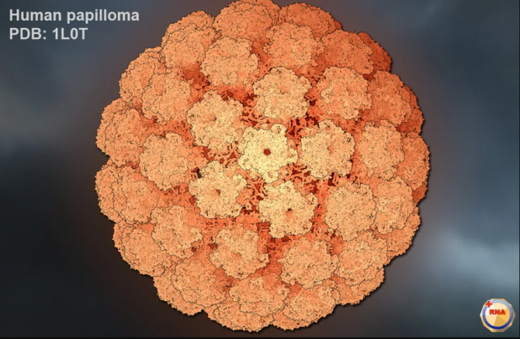 기사 이해를 돕기 위한 인유두종바이러스(HPV) 이미지. 미국 위스콘신대 분자 바이러스 연구소