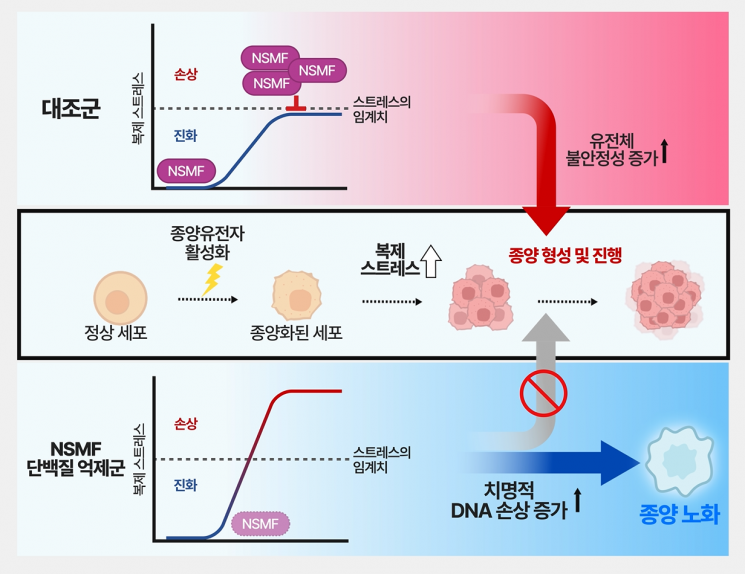 NSMF에 의한 대장암 세포 복제 스트레스 조절 메커니즘.