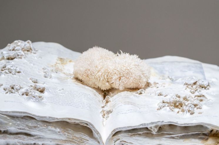 Kang Suji、Lee Hayoung的作品《毒蘑菇》。照片由国立亚洲文化殿堂提供。