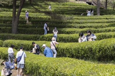 다향대축제에서 찻잎따기 체험을 하고 있다. 보성군 제공