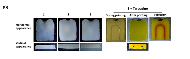 Development of a Tooth-Regeneration Bioink Utilizing Natural Bone Components