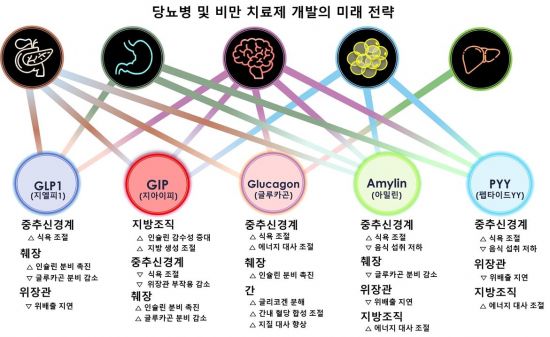 기존의 GLP-1뿐만 아니라 GIP·글루카곤 등 다양한 경로를 겨냥하는 방식으로 연구개발 되고 있다. 비만치료제 연구 동향을 나타낸 그래픽. 분당서울대병원