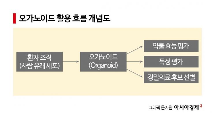 [과학을읽다] 동물을 대신할 오가노이드, 준비됐나