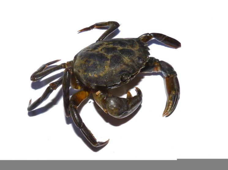 웃으며 먹방 찍었는데 이틀만에 돌연…'악마게' 먹은 필리핀 인플루언서 사망