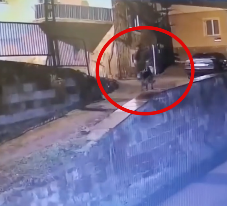 사건이 더욱 주목받은 이유는 이 남성의 도주 방식 때문이다. 용의자는 범행에 사용한 지게차를 현장 인근에 그대로 두고, 미리 준비해둔 것으로 보이는 당나귀를 타고 달아났다. 더 텔레그래프