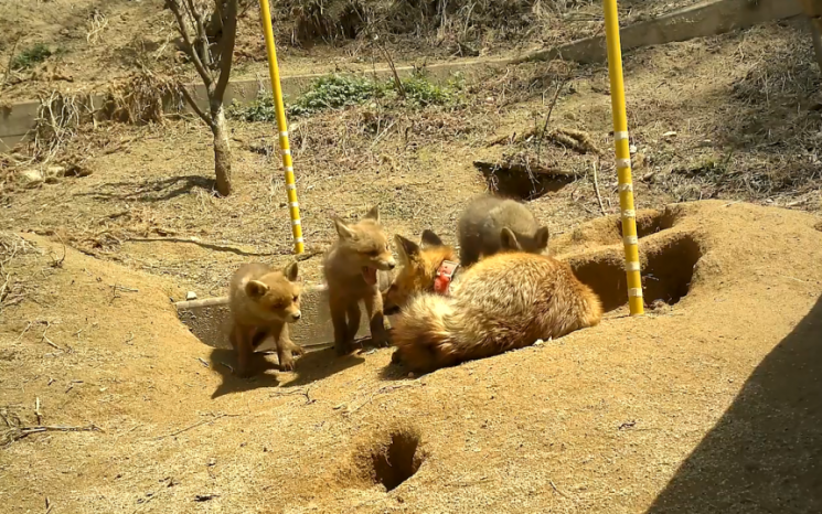 여우 가족의 일상(소백산). 국립공원공단.