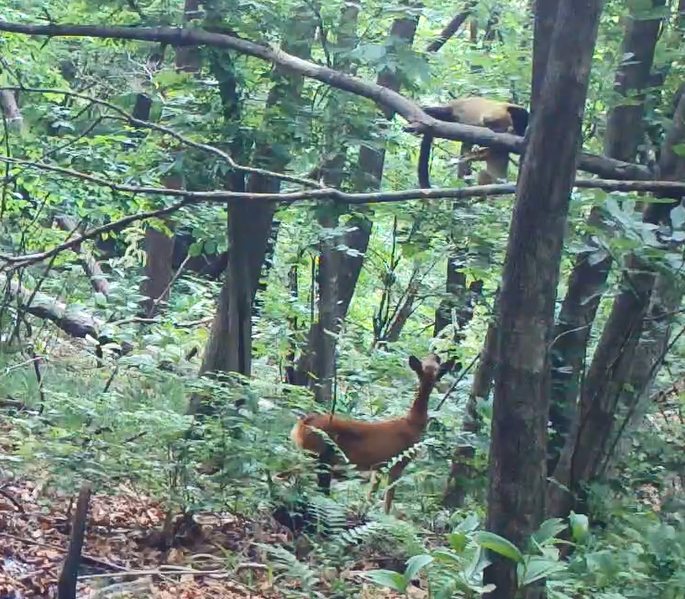 담비의 새끼 노루 사냥(소백산). 국립공원공단.