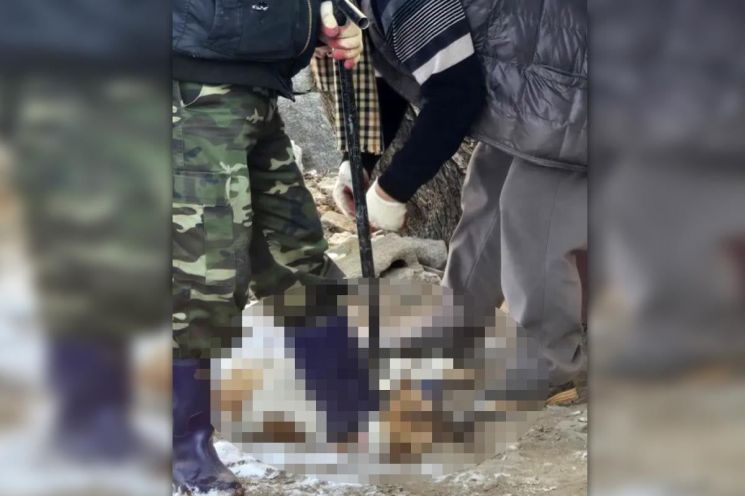 "잘 키우겠다"더니…반려견 3마리 입양 후 잡아먹은 70대男