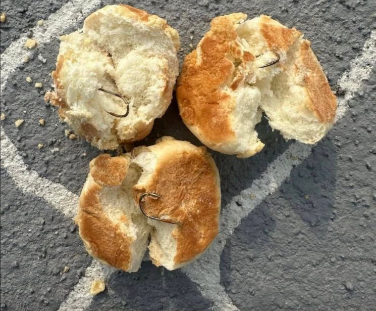 "설 연휴에 가려고 했는데 무서워"…낚싯바늘 박힌 빵 나온 반려견놀이터