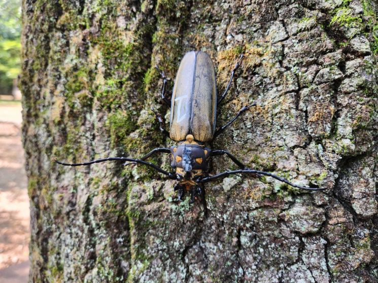광릉숲에서 발결된 장수하늘소(천연기념물 및 멸종위기 야생생물 1급). 국립수목원