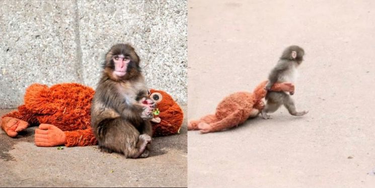 "엄마 대신 이케아 인형 꼭 껴안아" 새끼 원숭이 안타까운 사연 들어보니