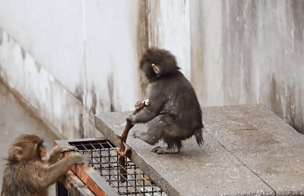 "엄마 대신 이케아 인형 꼭 껴안아" 새끼 원숭이 안타까운 사연 들어보니