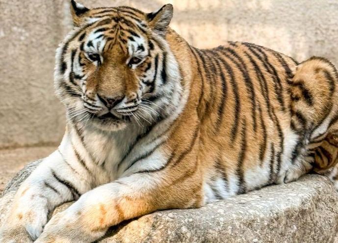 애교 많던 서울대공원 호랑이 '미호' 폐사…"다툼 있었다"