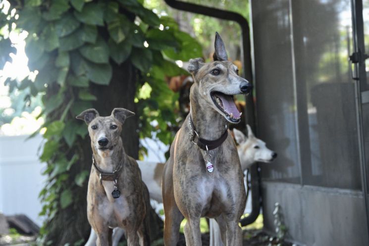 목줄 풀린 반려견에 행인 사망…현장 떠난 견주 징역 1년 10개월