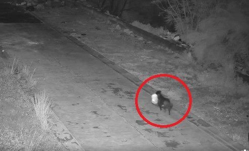 "기발하지만 교활해"…수천만원 벌금 피하려고 반려견에 '황당 훈련'