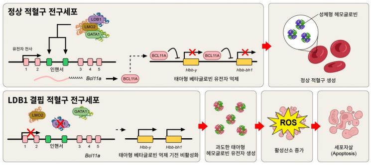 정상과 Ldb1 결핍 적혈구 전구세포의 분화 과정 비교. LDB1이 결핍되면 Bcl11a 등 억제 유전자 발현이 감소해 태아형 헤모글로빈이 과도하게 유지되고, 활성산소 증가와 세포자살로 인해 적혈구 성숙이 중단된다. 그림 제공 및 설명 : 고려대학교 전태훈 교수.