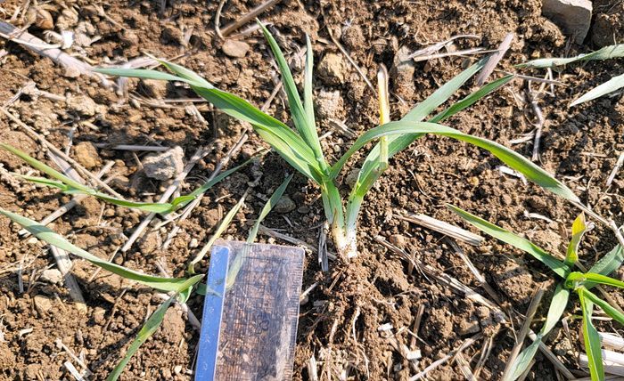 진도군, 맥류 웃거름 적기 시용 당부