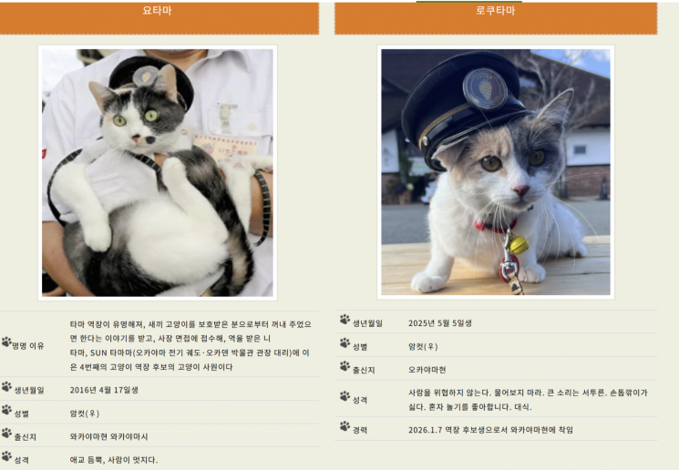 1년에 '27조' 좌지우지한다…"귀여운 게 다가 아니라냥"[日요일日문화]