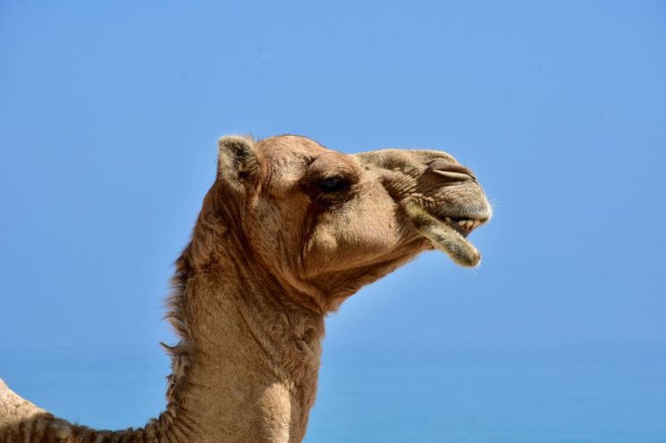 우승 위해 보톡스에 필러까지…'아름다운 낙타 뽑기 대회' 또 미용 조작 적발