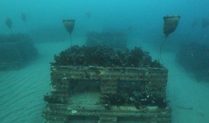  삼척시, 임원해역 생태환경 복원 ‘바다숲 조성사업’ 추진