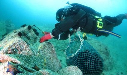  삼척시, 임원해역 생태환경 복원 ‘바다숲 조성사업’ 추진