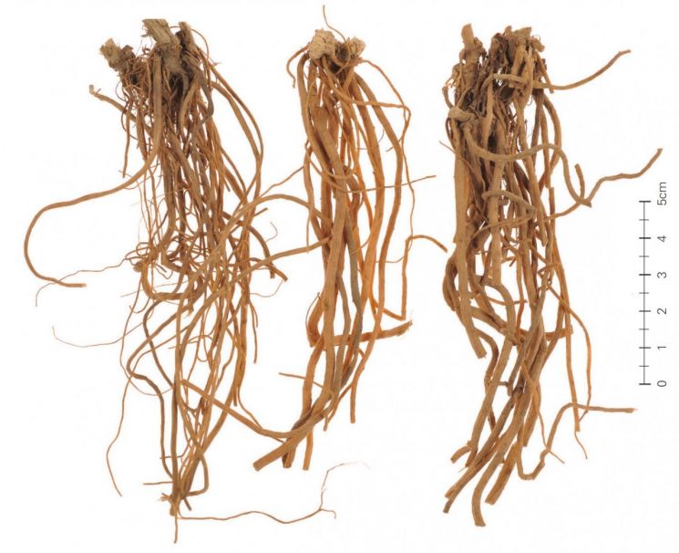 한의학연 "약용식물 '우슬', 안구건조증 개선 효과 확인"