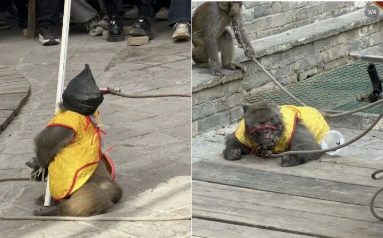 원숭이 '총살' 연출한 中관광지…비판 확산에 결국 '공연 중단'