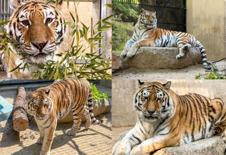 서울대공원 호랑이 '미호' 폐사 원인은 '문단속 소홀'