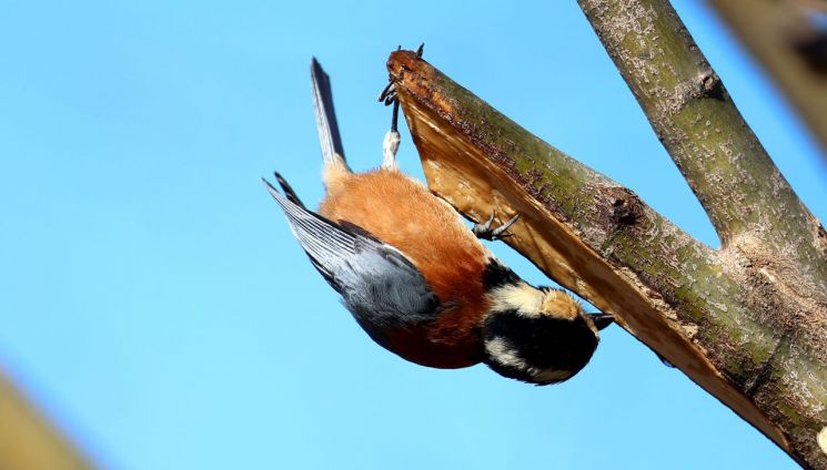 [내일날씨]3·1절 연휴 주말까지 포근하고 일교차 커…2일부터 눈비