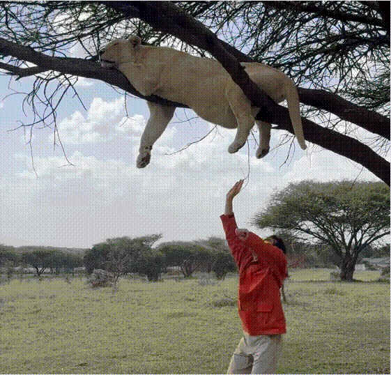 노홍철이 낮잠자는 사자의 배를 만지고 있다. 노홍철 인스타그램 캡처