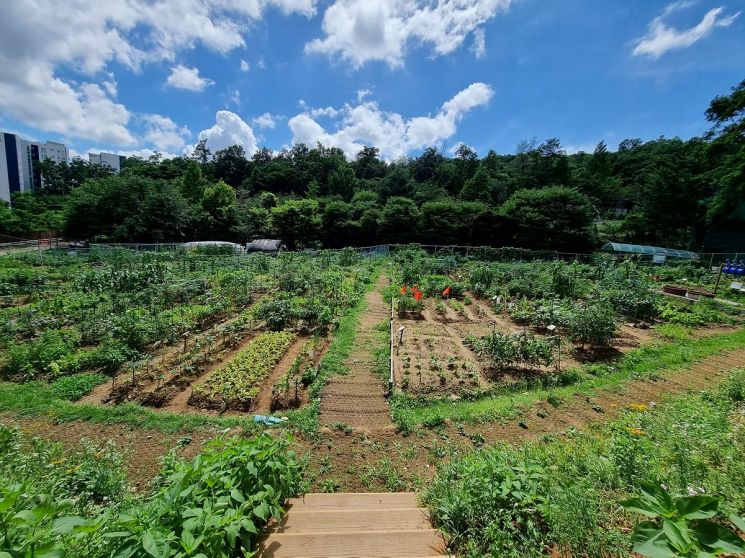 양천구, ‘마당텃밭’ 도시농부 모집…3일부터 신청